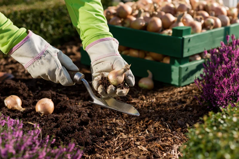 Hands in gloves holding onions and a trowel in soil near a wooden crate filled with onions and purple flowers in a garden