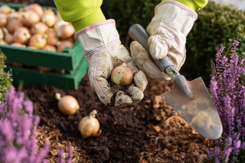 Hands holding a freshly dug onion with a trowel in a garden bed surrounded by purple flowers and a crate of onions