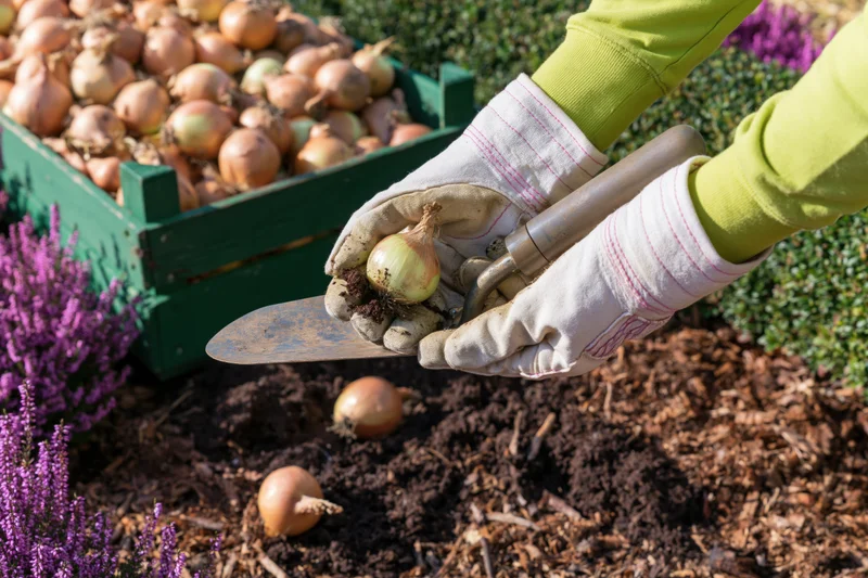 Hands in gloves holding a trowel and freshly dug onion in a garden with a crate of onions and purple flowers nearby