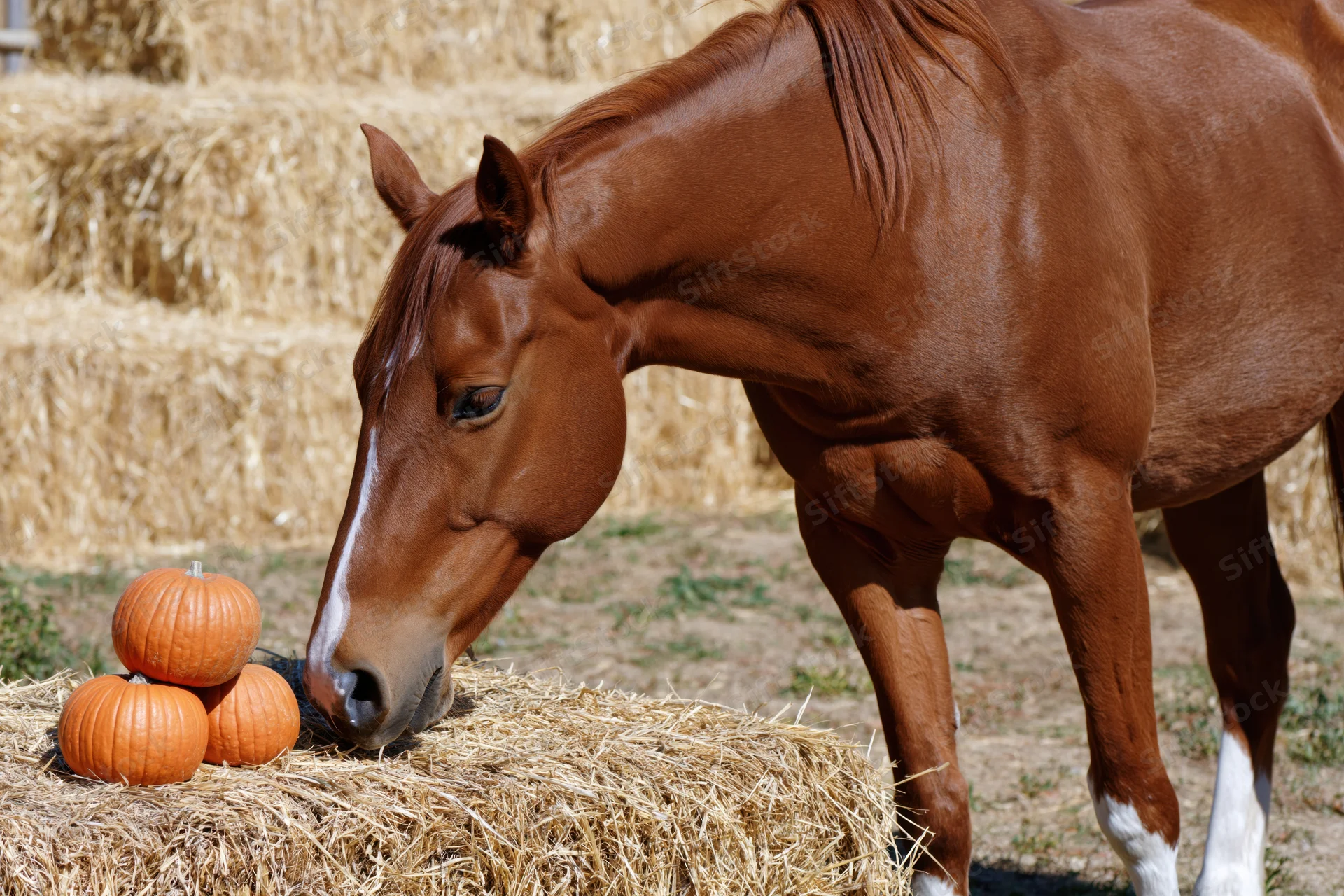 Chestnut horse grazing on haybale with pumpkins in a farm field