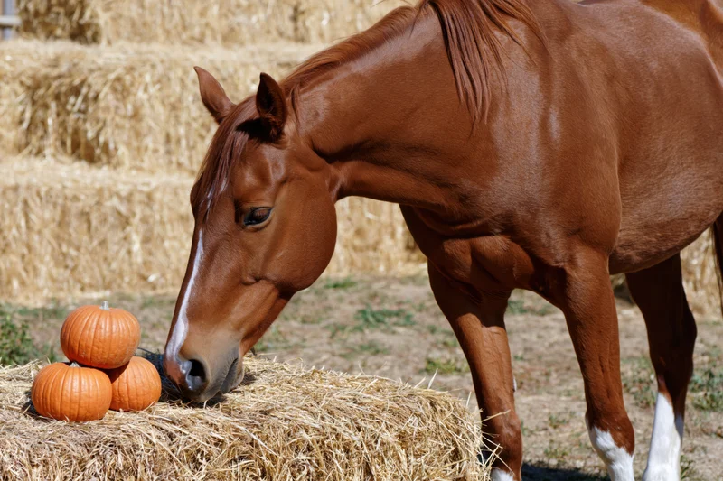 Chestnut horse grazing on haybale with pumpkins in a farm field
