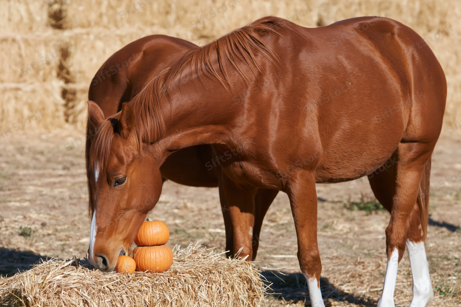 Chestnut horse grazing on hay with pumpkins in a farm field