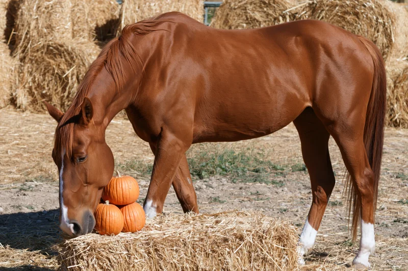 Chestnut horse grazing on haybale with pumpkins in farmyard