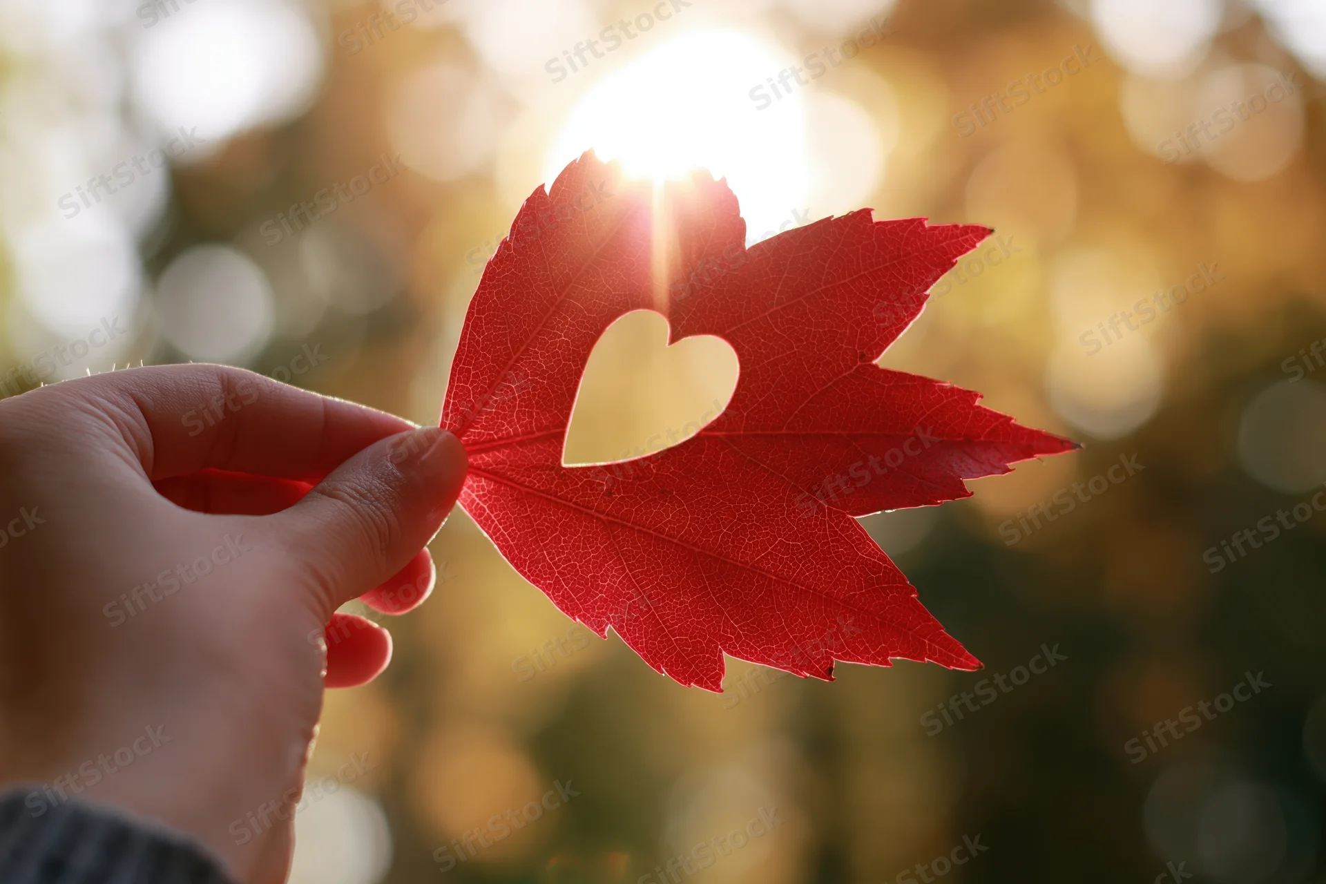 Hand holding red maple leaf with heart cutout against sunlight in autumn forest