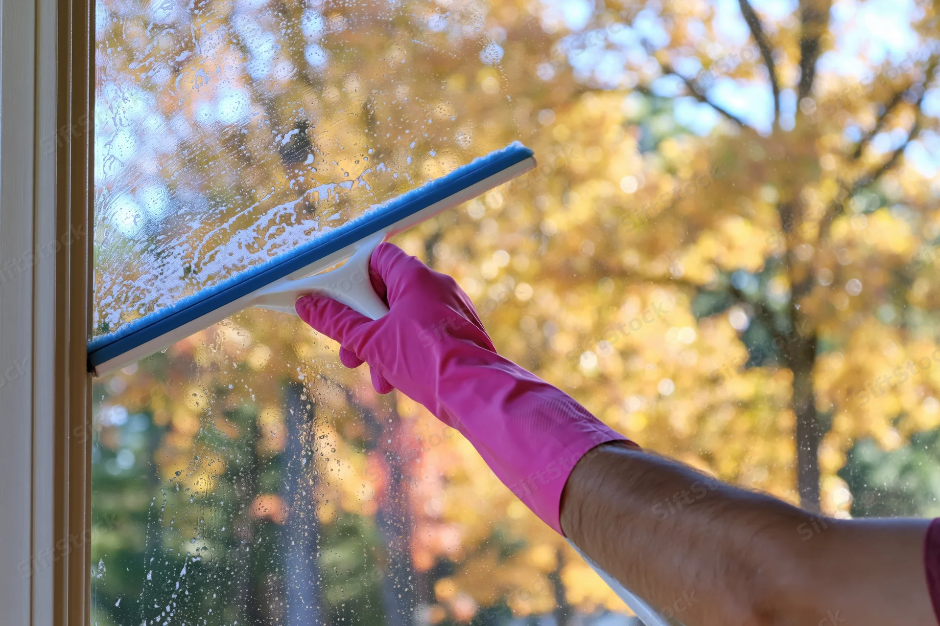 Hand in pink glove using squeegee to clean soapy window with autumn trees visible outside