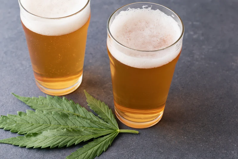 Two glasses of pale golden lager with white foam beside a cannabis leaf on dark surface