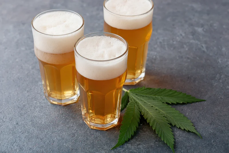 Three glasses of pale golden lager with white foam next to a cannabis leaf on a dark surface