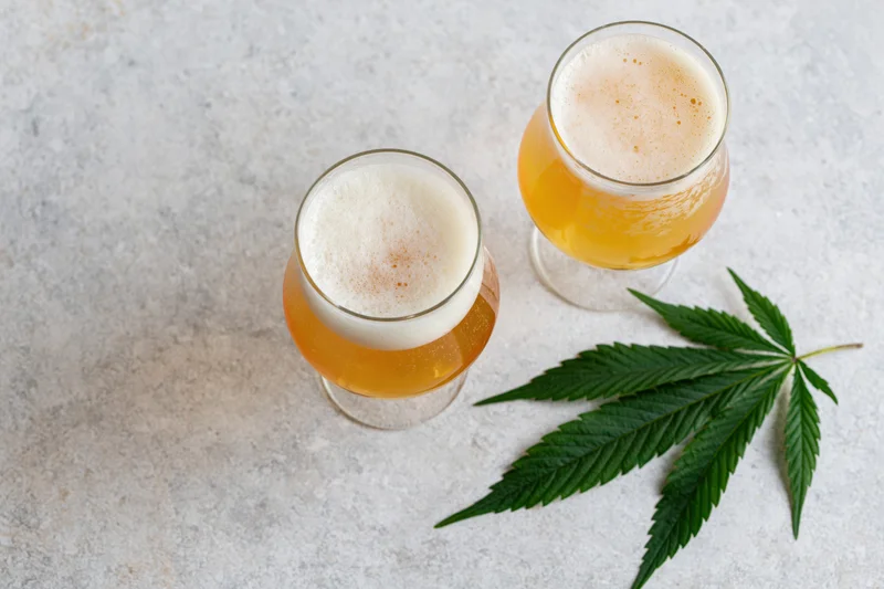 Two tulip glasses of pale golden beer with foam and a cannabis leaf on a gray concrete surface