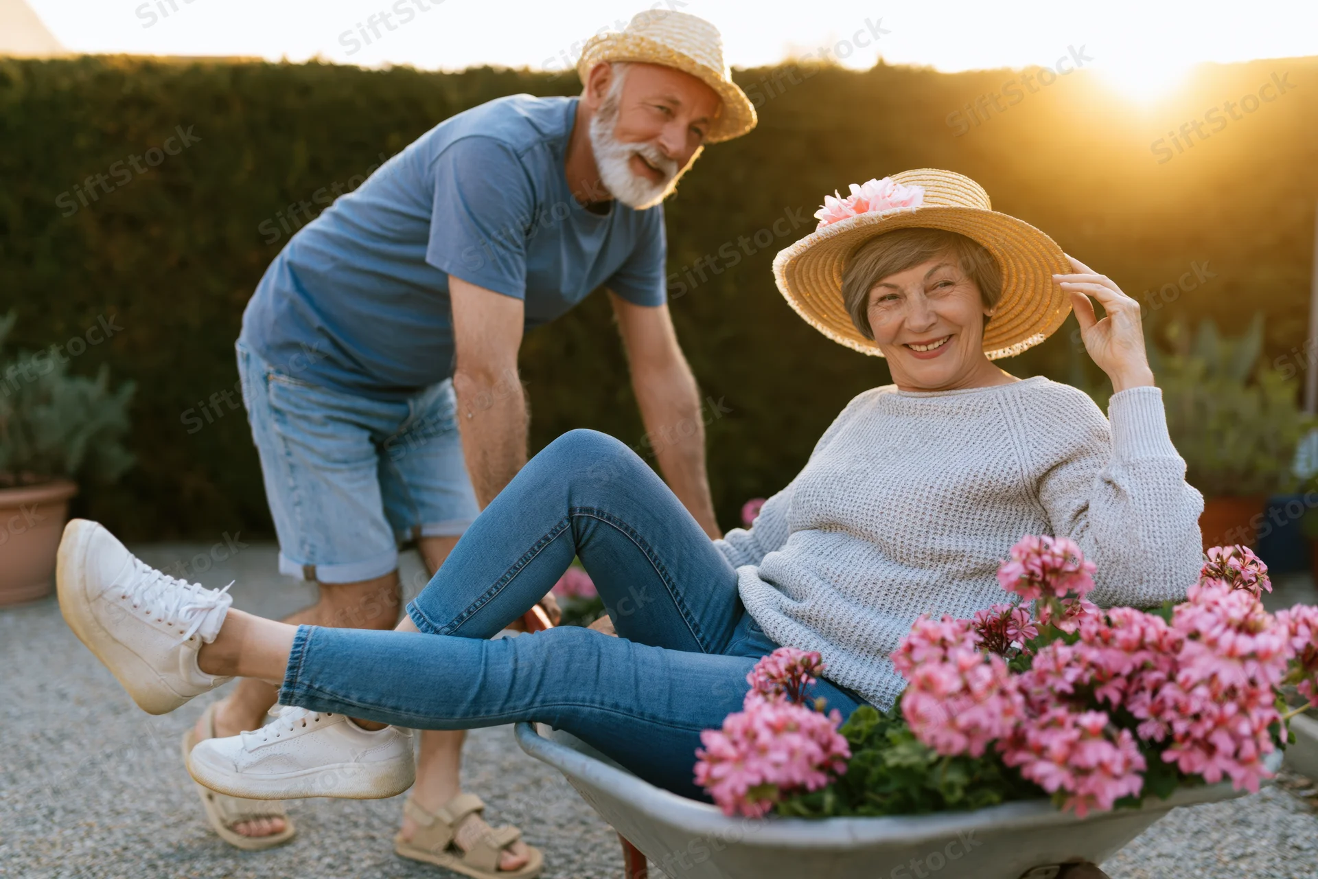 Senior couple gardening together in a wheelbarrow filled with pink flowers at sunset in a backyard garden