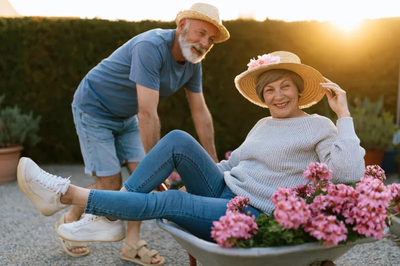 Senior couple gardening together in a wheelbarrow filled with pink flowers at sunset in a backyard garden