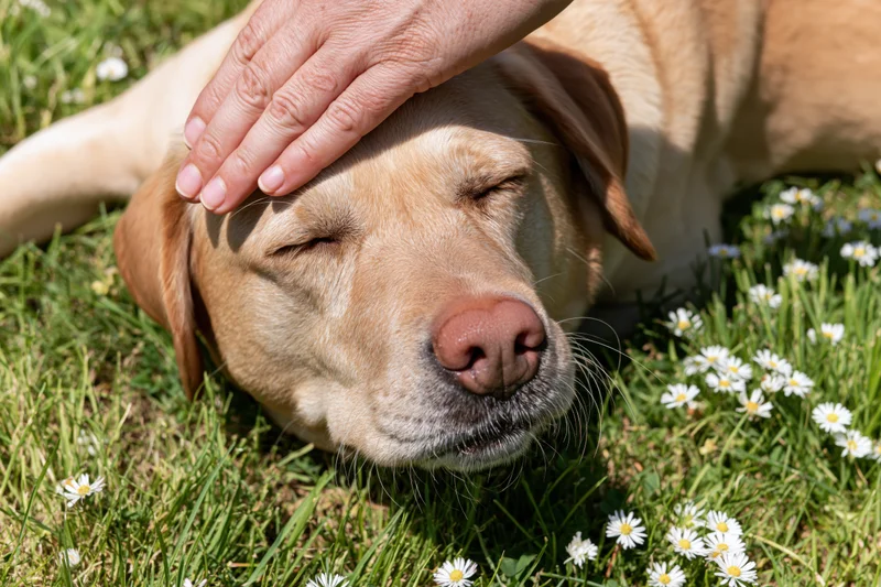 Yellow labrador retriever lying on grass with eyes closed being petted on the head
