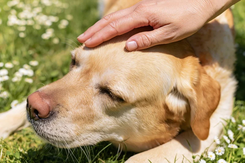 Yellow labrador retriever lying on grass with eyes closed being gently stroked by a hand