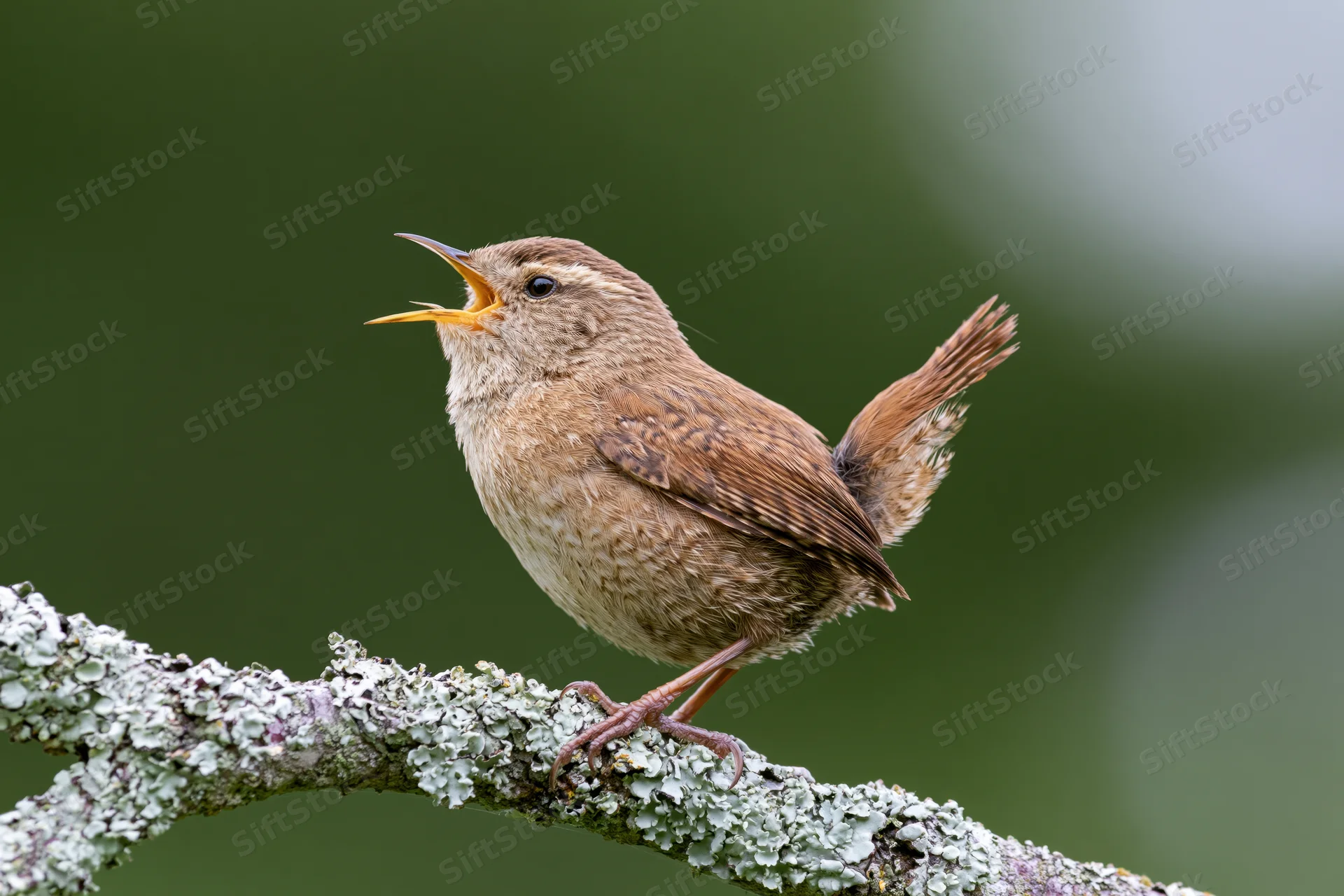 Wren singing perched on lichen-covered branch in woodland setting