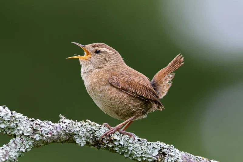 Wren singing perched on lichen-covered branch in woodland setting