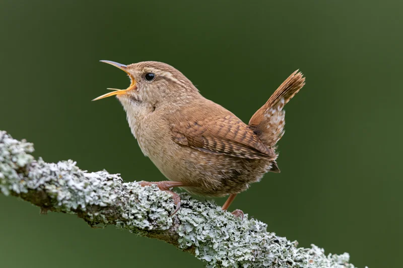 Wren singing perched on lichen-covered branch in forest setting