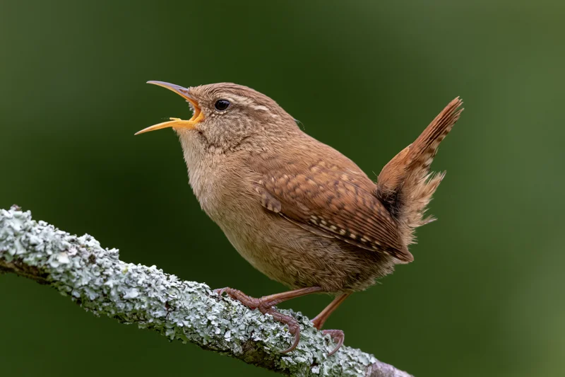 Eurasian wren singing perched on lichen-covered branch in natural habitat