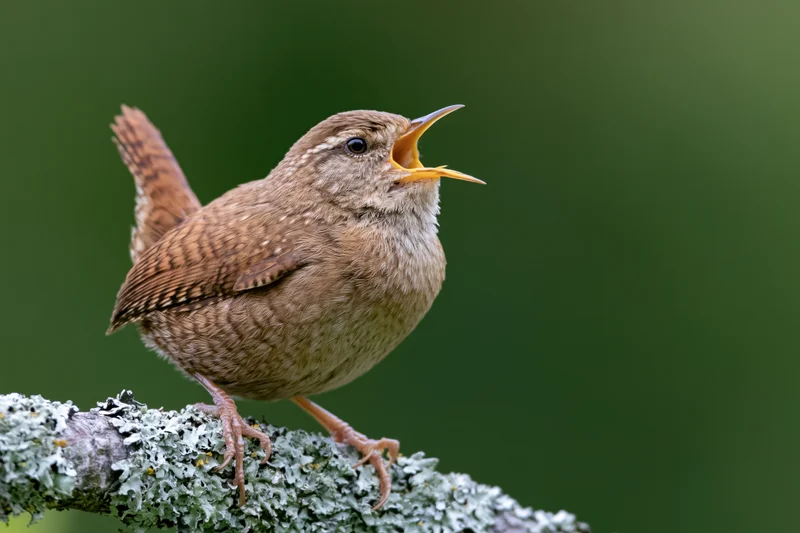 Wren singing perched on lichen-covered branch in forest setting