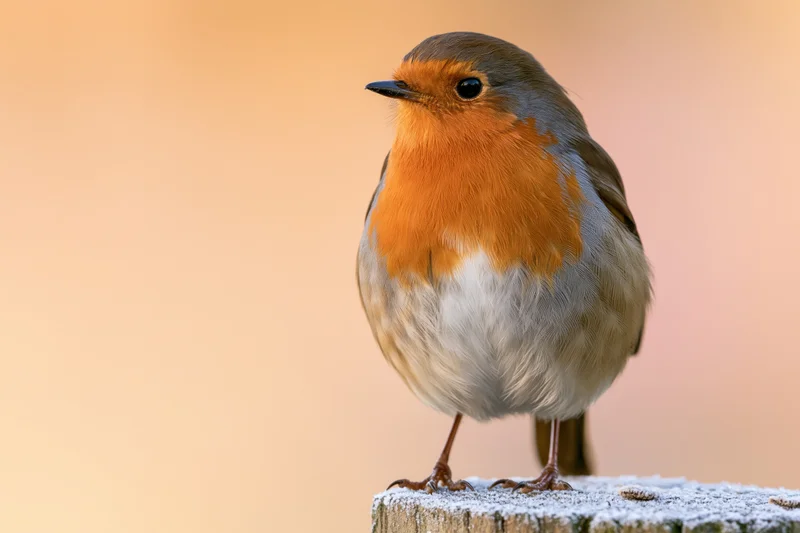 European robin perched upright on a frost-dusted wooden post