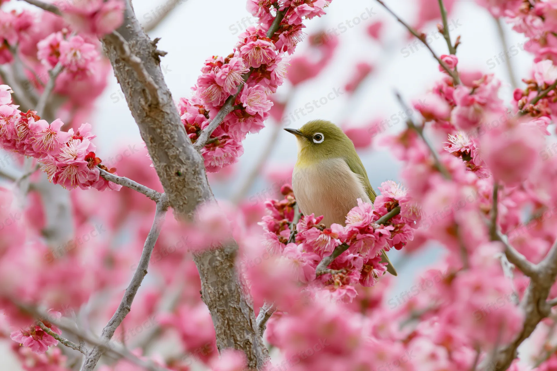 Japanesewhiteeye bird perched among pink plum blossoms on a tree branch in spring garden