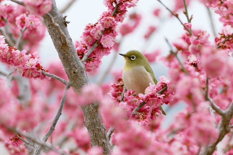 Japanesewhiteeye bird perched among pink plum blossoms on a tree branch in spring garden