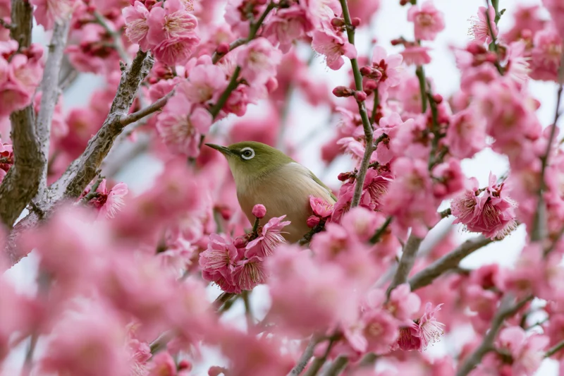 Japanesewhiteeye bird perched among dense pink plum blossoms in spring garden