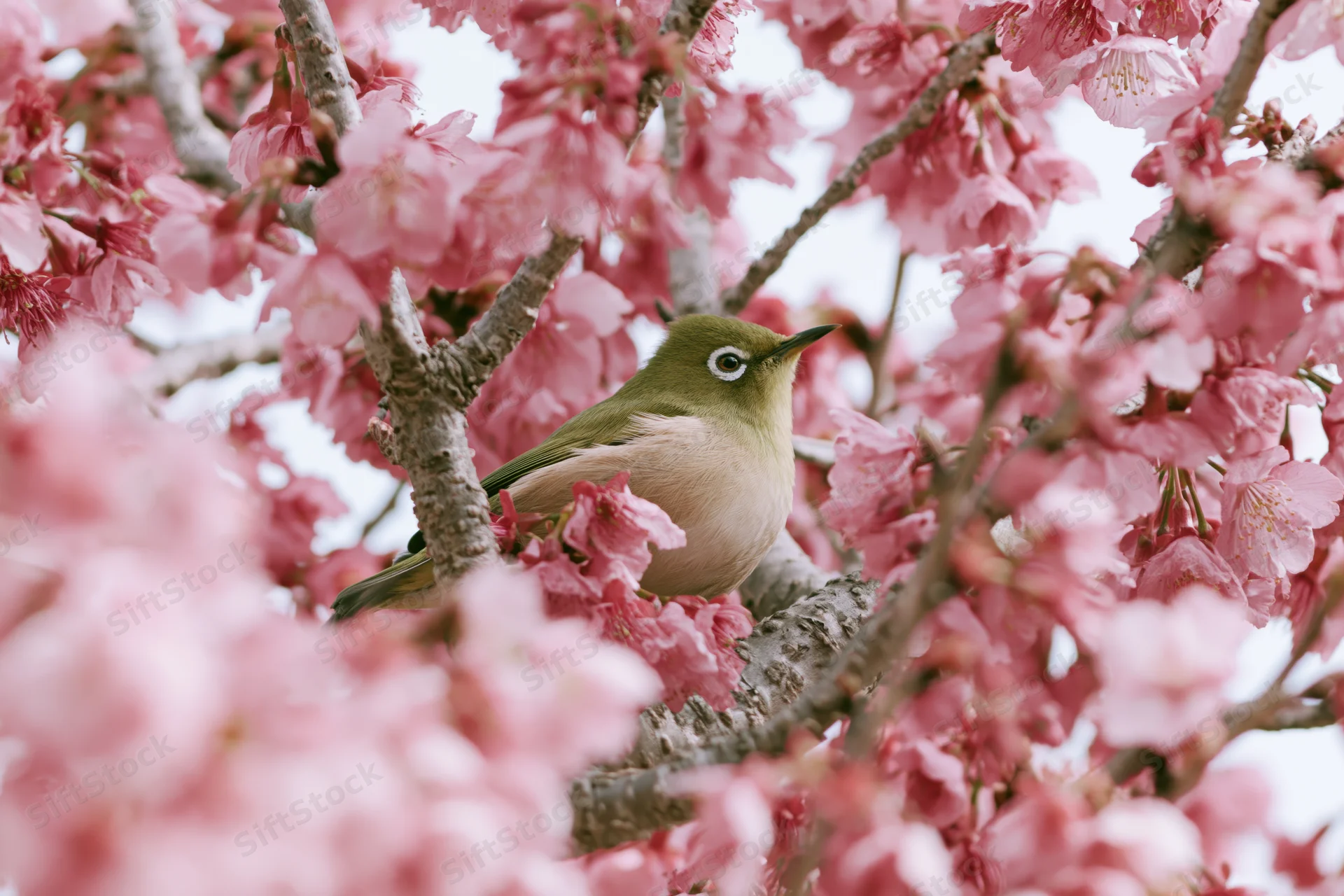 Japanesewhiteeye bird perched among pink plum blossoms in spring garden