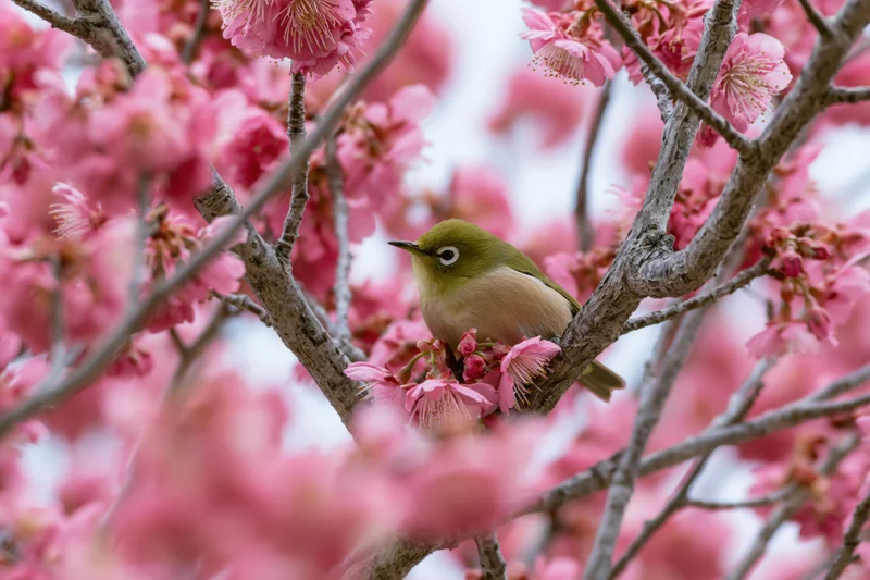 Japanese white-eye bird perched among pink plum blossoms on a tree branch in spring