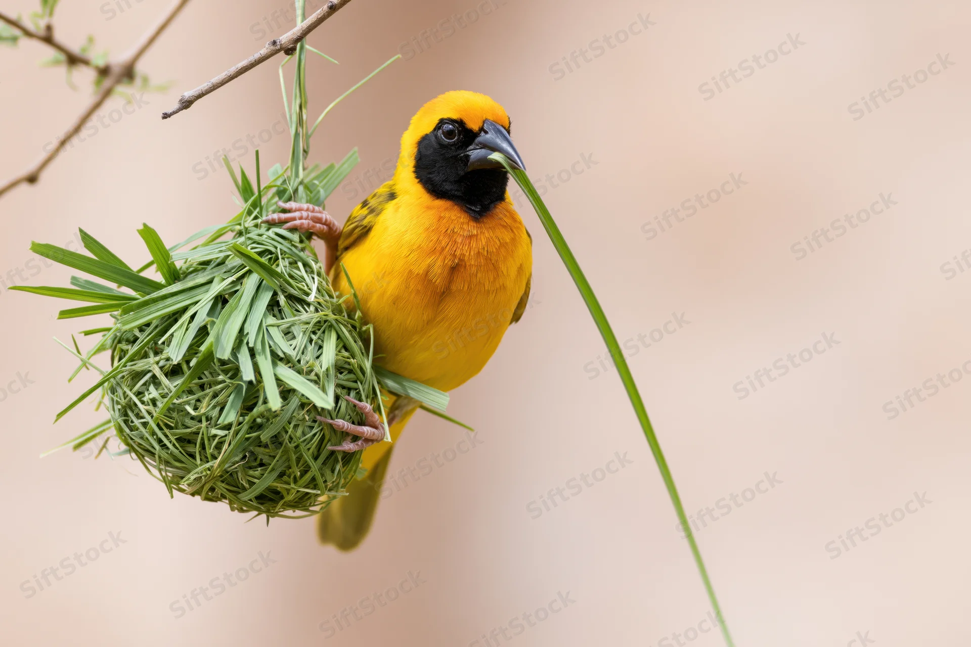 Southernmaskedweaver bird gripping grass while building nest on branch