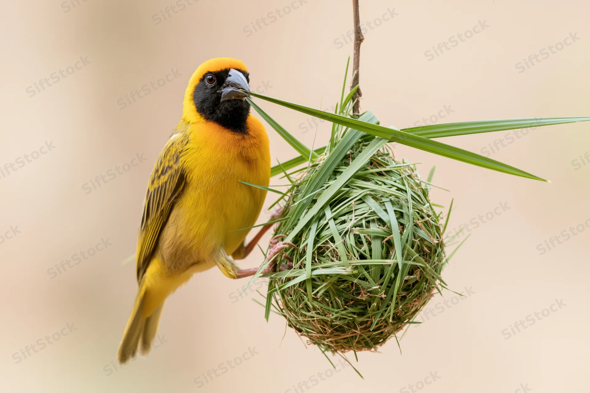 Southern masked weaver bird gripping green grass while building a spherical nest suspended from a branch