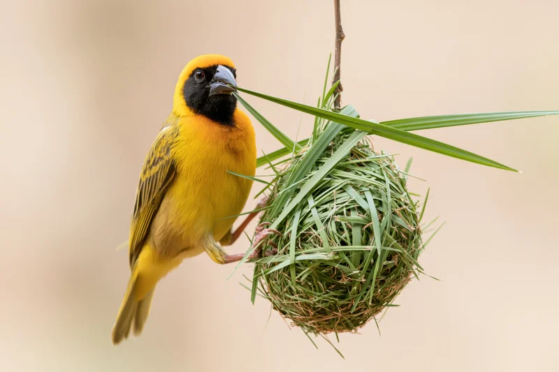 Southern masked weaver bird gripping green grass while building a spherical nest suspended from a branch