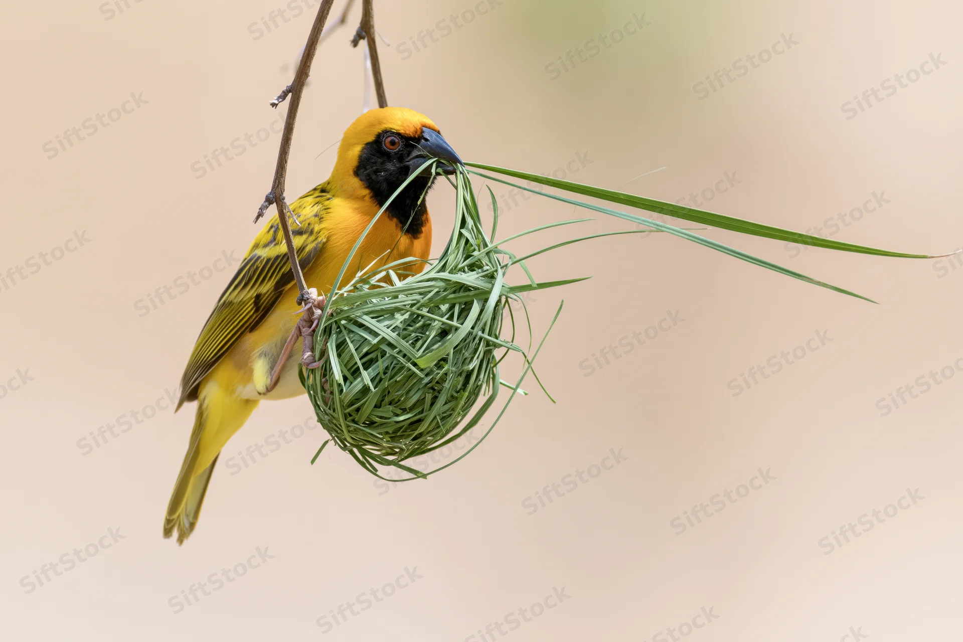 Southern masked weaver bird gripping green grass while building nest suspended from branch