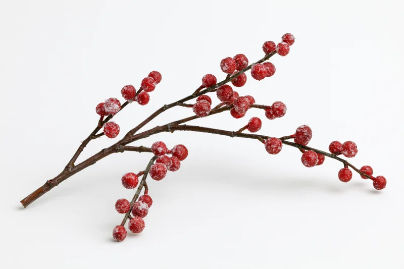 Frosted red berries on a bare branch against white background