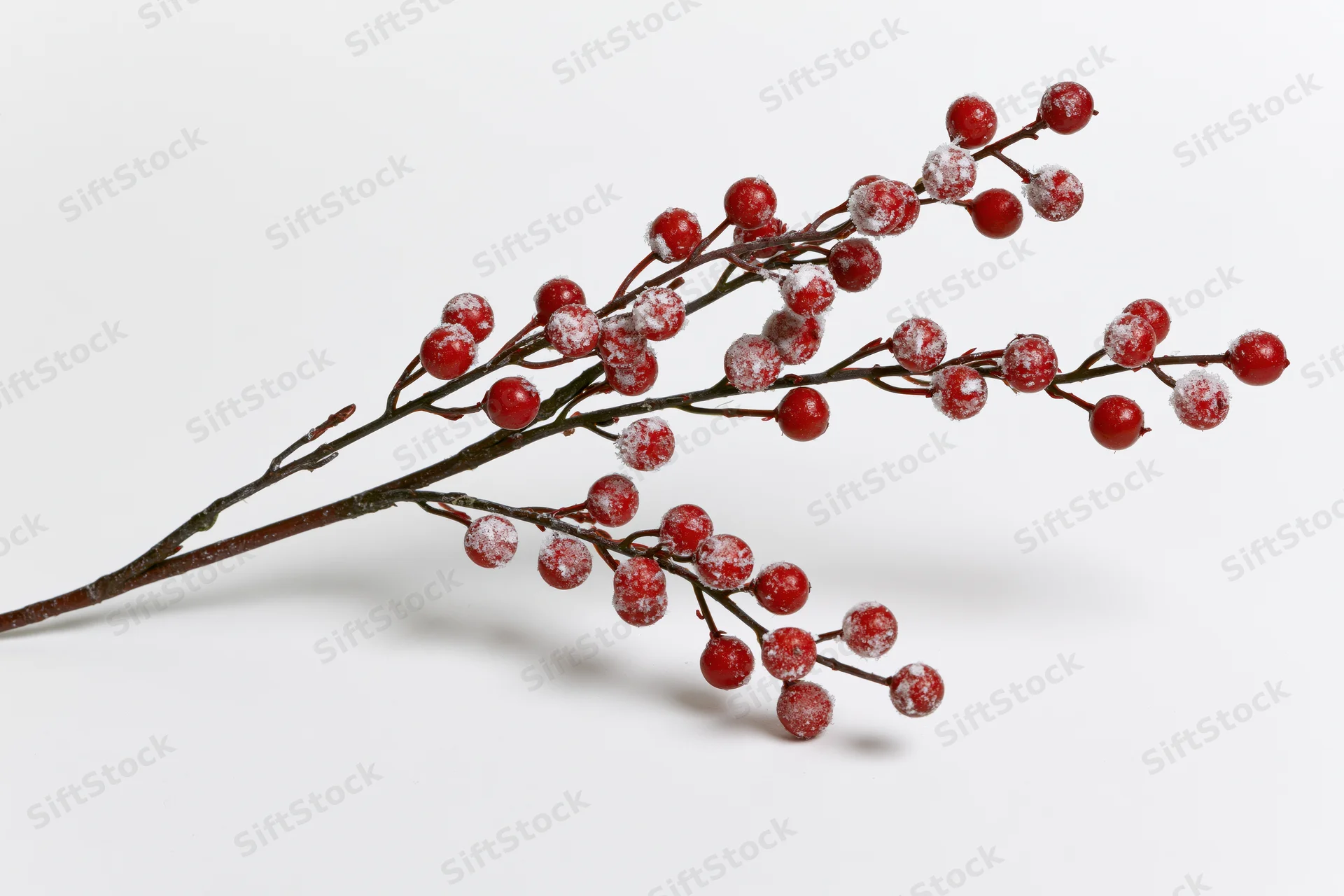 Frosted red berries on a bare branch against white background