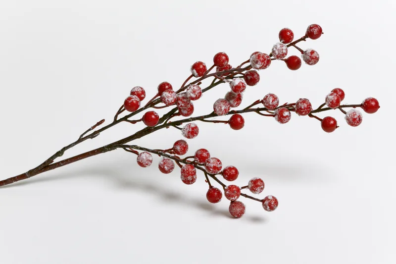 Frosted red berries on a bare branch against white background