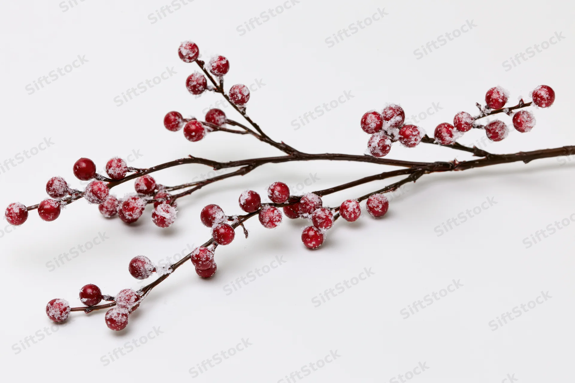 Frosted red berries on a bare branch against white background