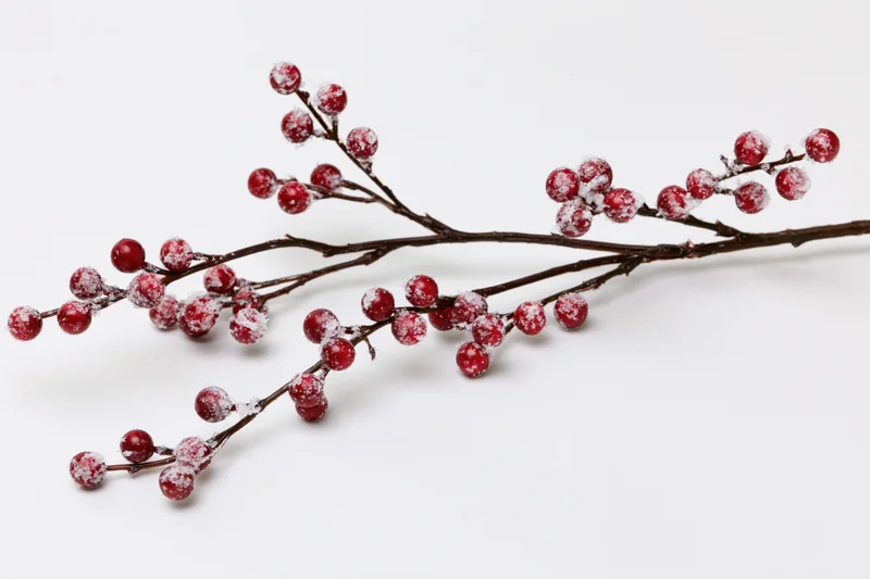 Frosted red berries on a bare branch against white background