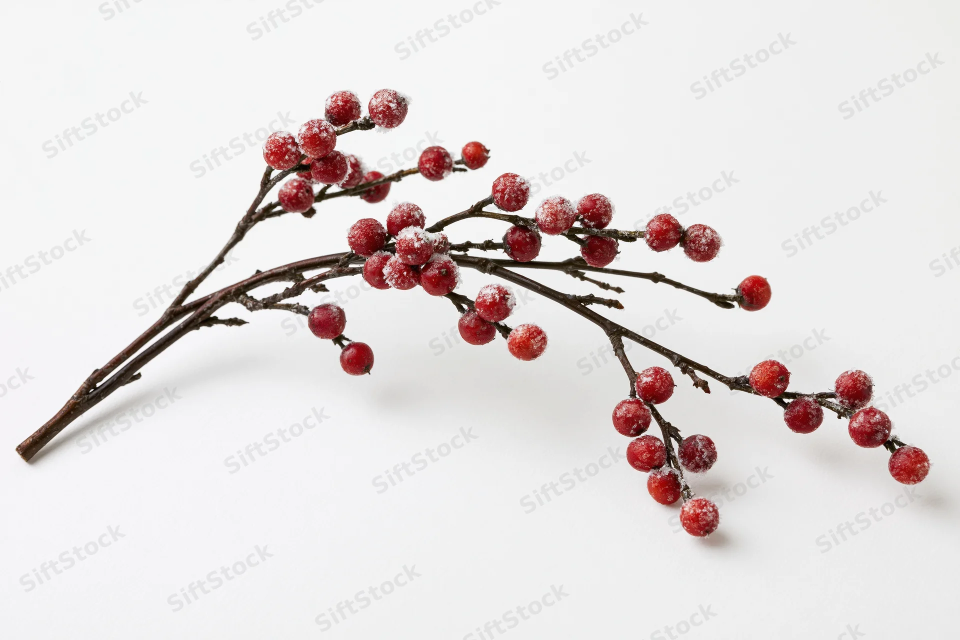 Frosted red berries on a bare branch against white background