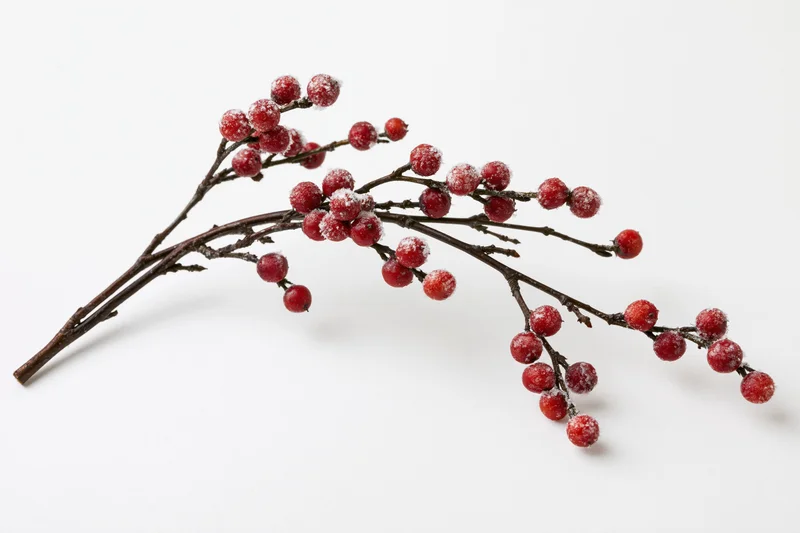 Frosted red berries on a bare branch against white background