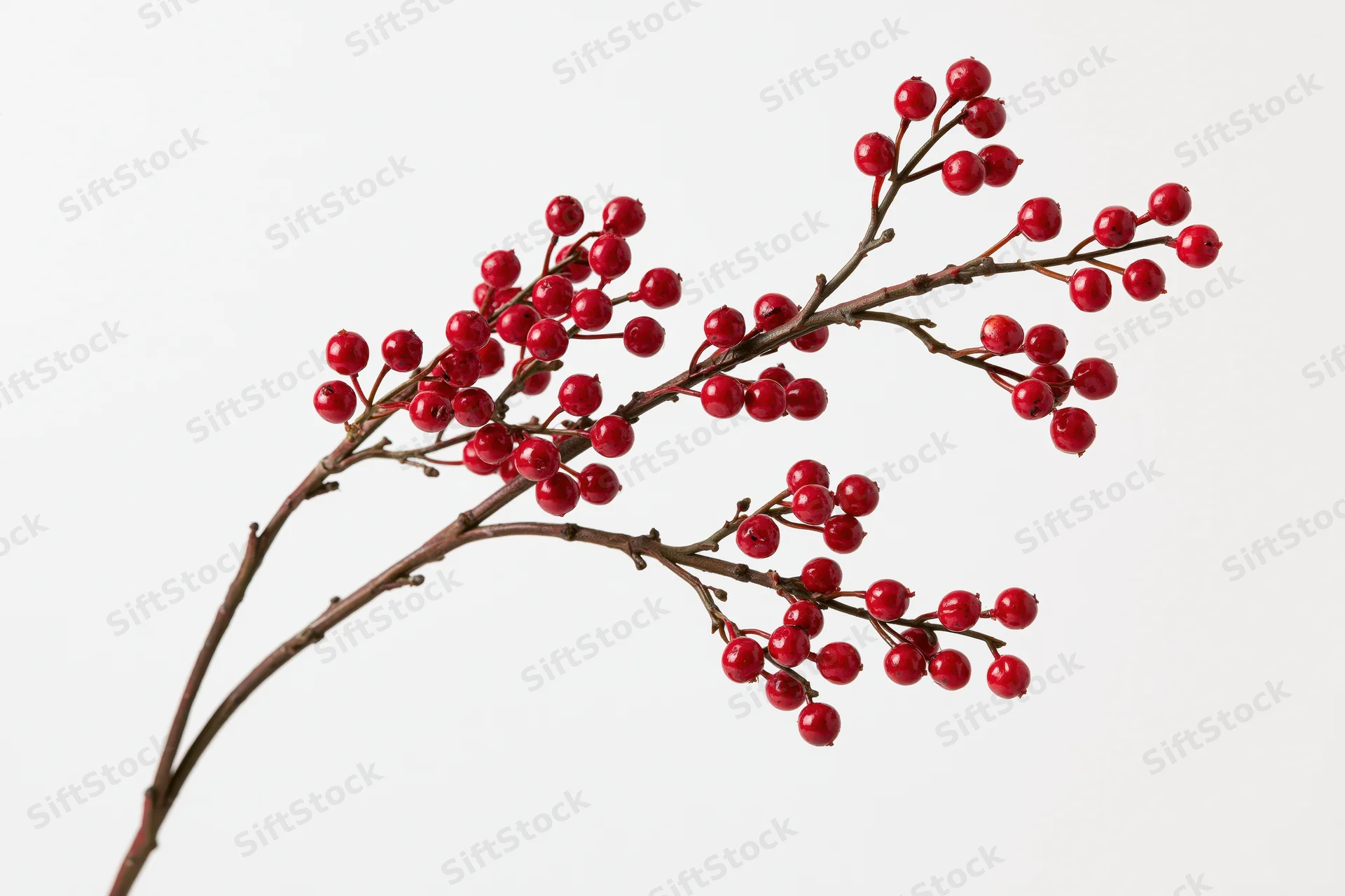 A bare brown branch with clusters of small round red berries against a white background