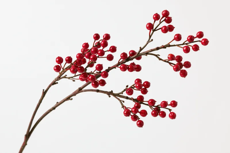 A bare brown branch with clusters of small round red berries against a white background