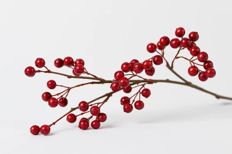 A bare brown twig with clusters of small round red berries on a white background