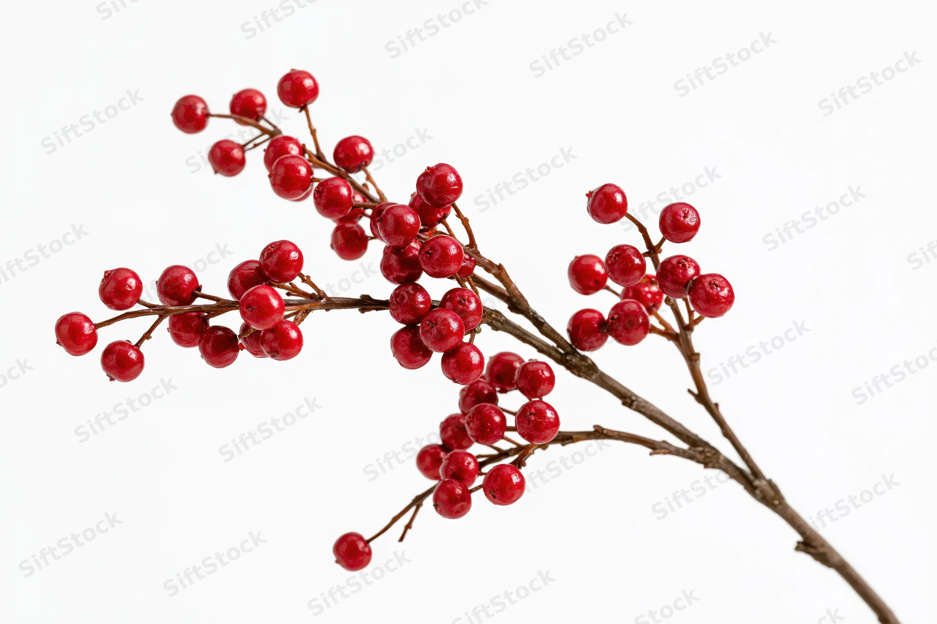 A bare brown twig with clusters of small round red berries isolated on white background