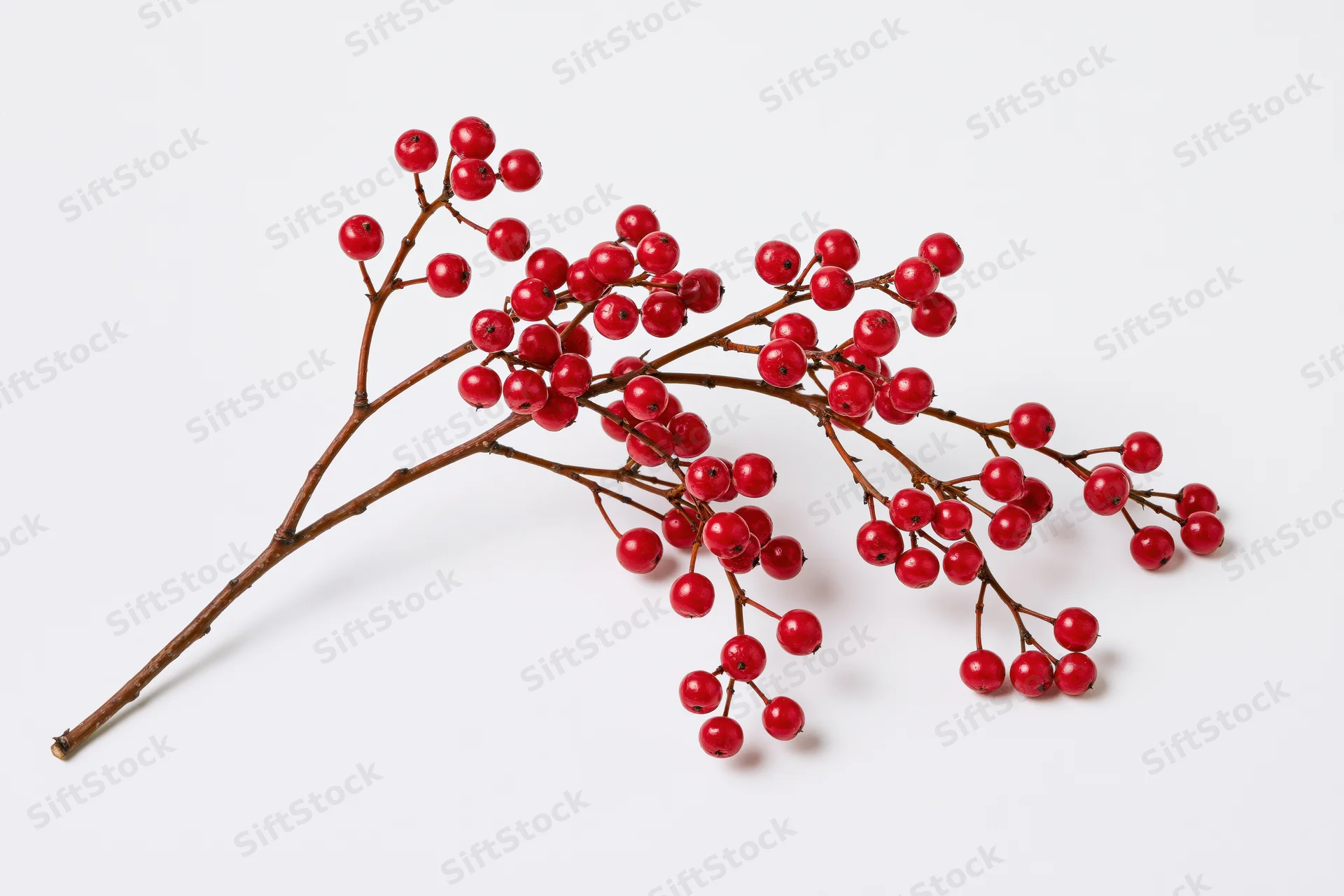 A bare brown twig with clusters of small round red berries on a white background