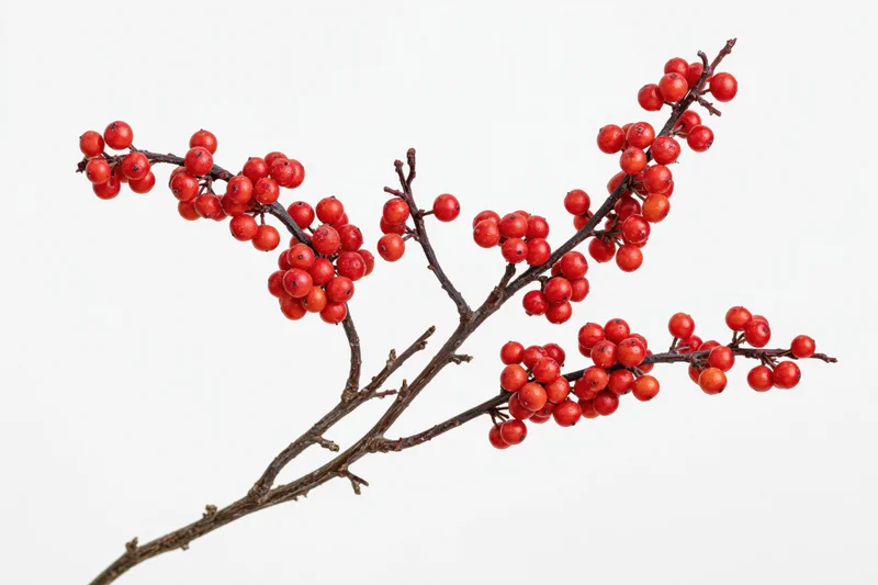 Holly branch with red berries on white background