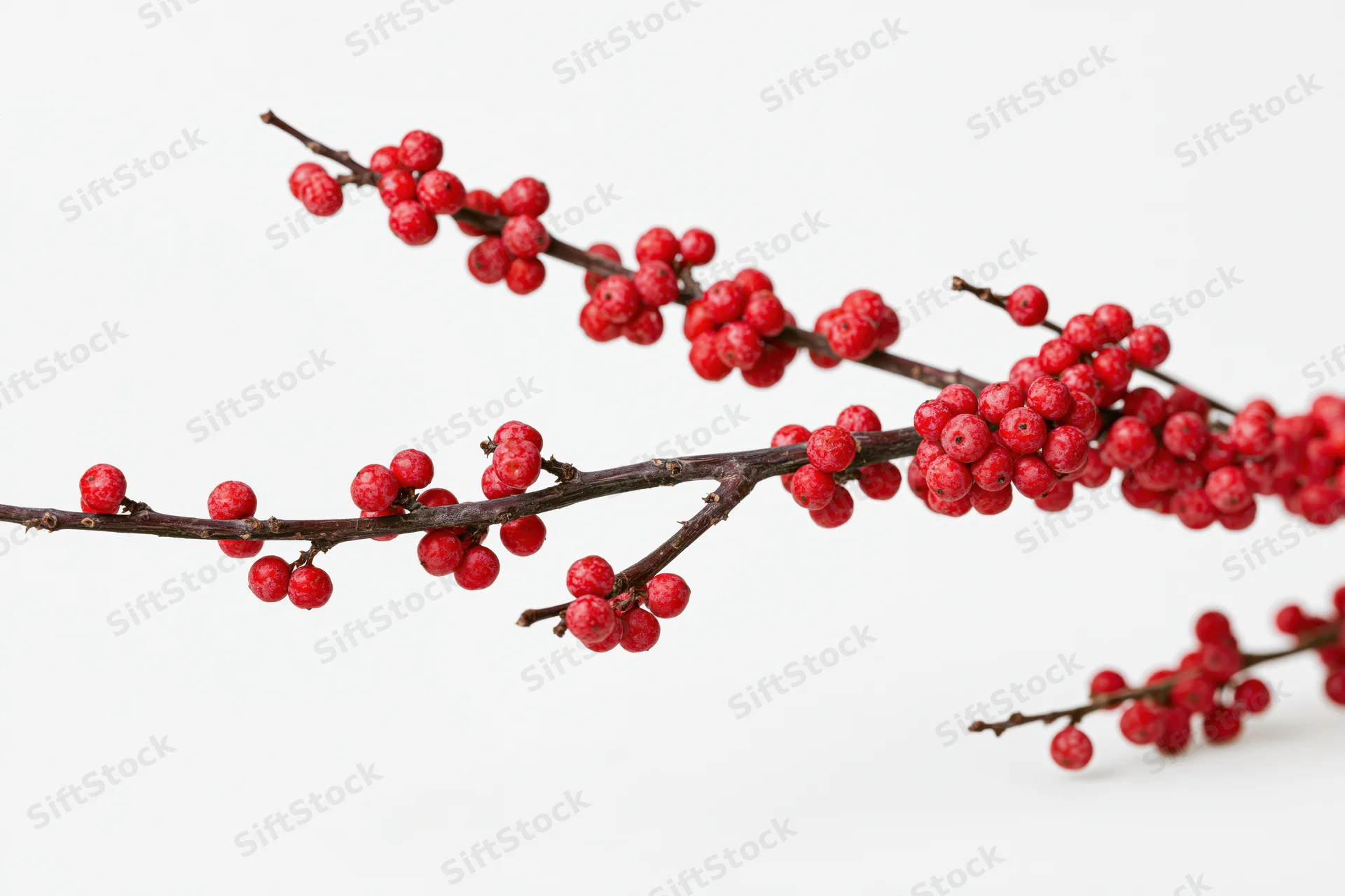 Holly branch with red berries on white background