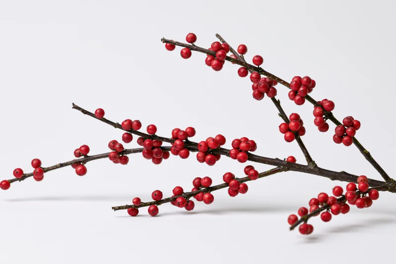 Holly branch with red berries on white background