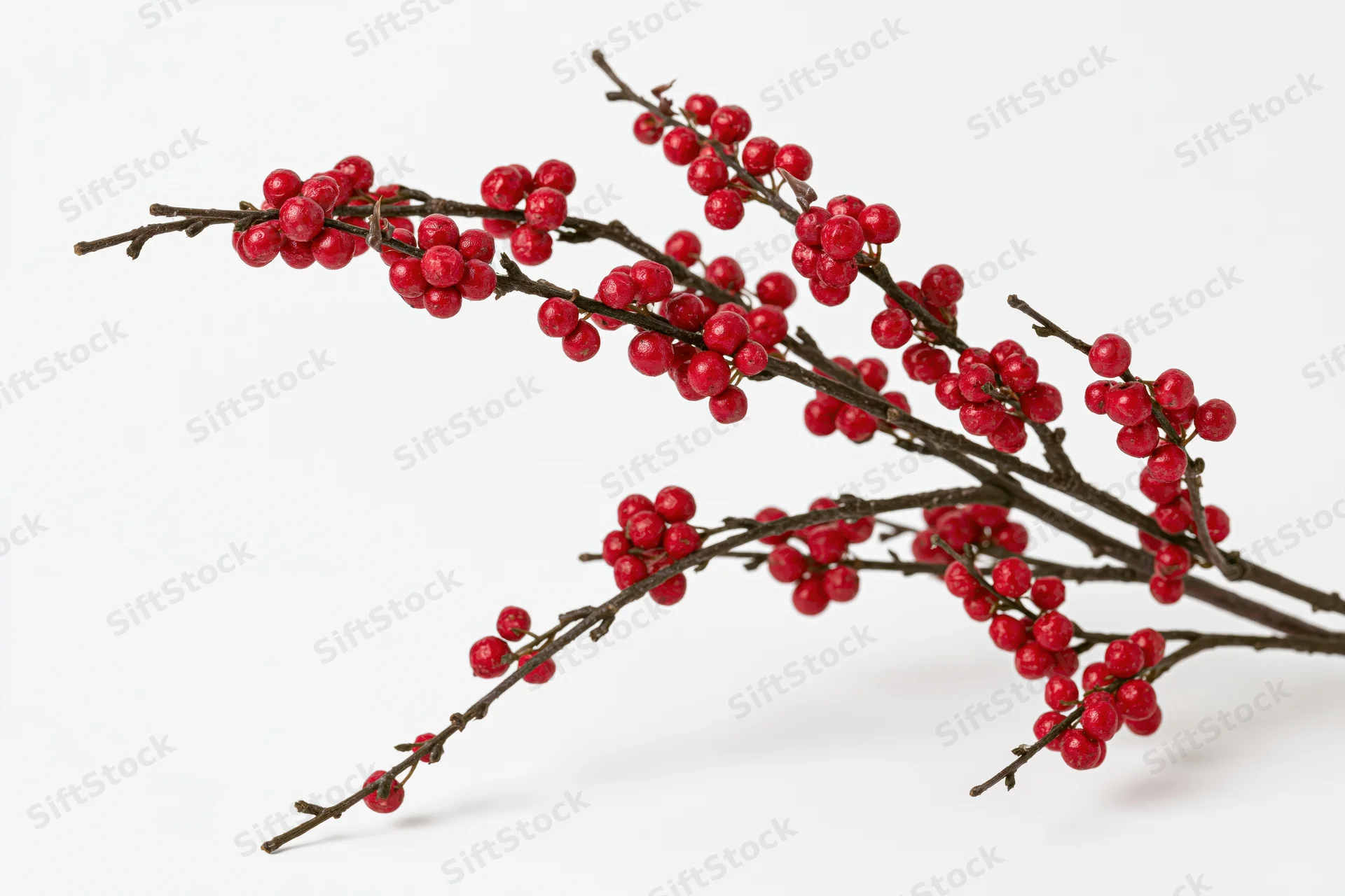 Holly branch with red berries arranged diagonally on white background