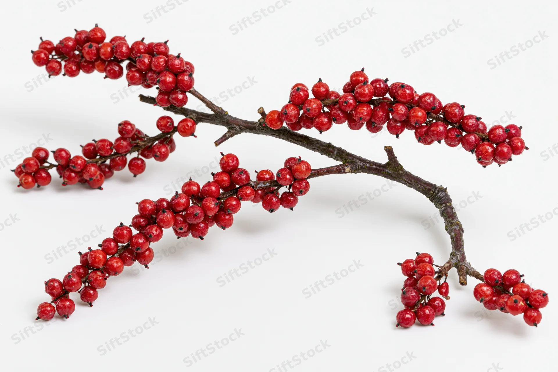 A woody branch with clusters of small red berries on a white background