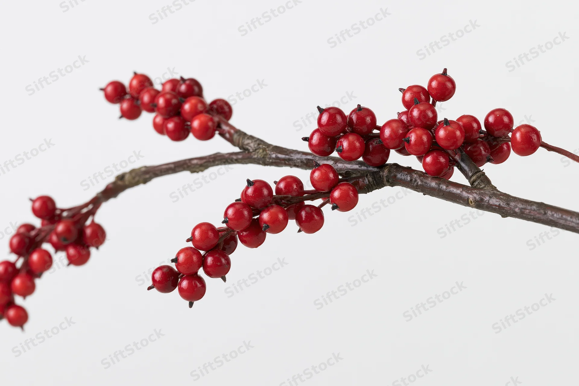 A bare woody branch with clusters of small round red berries against a plain white background