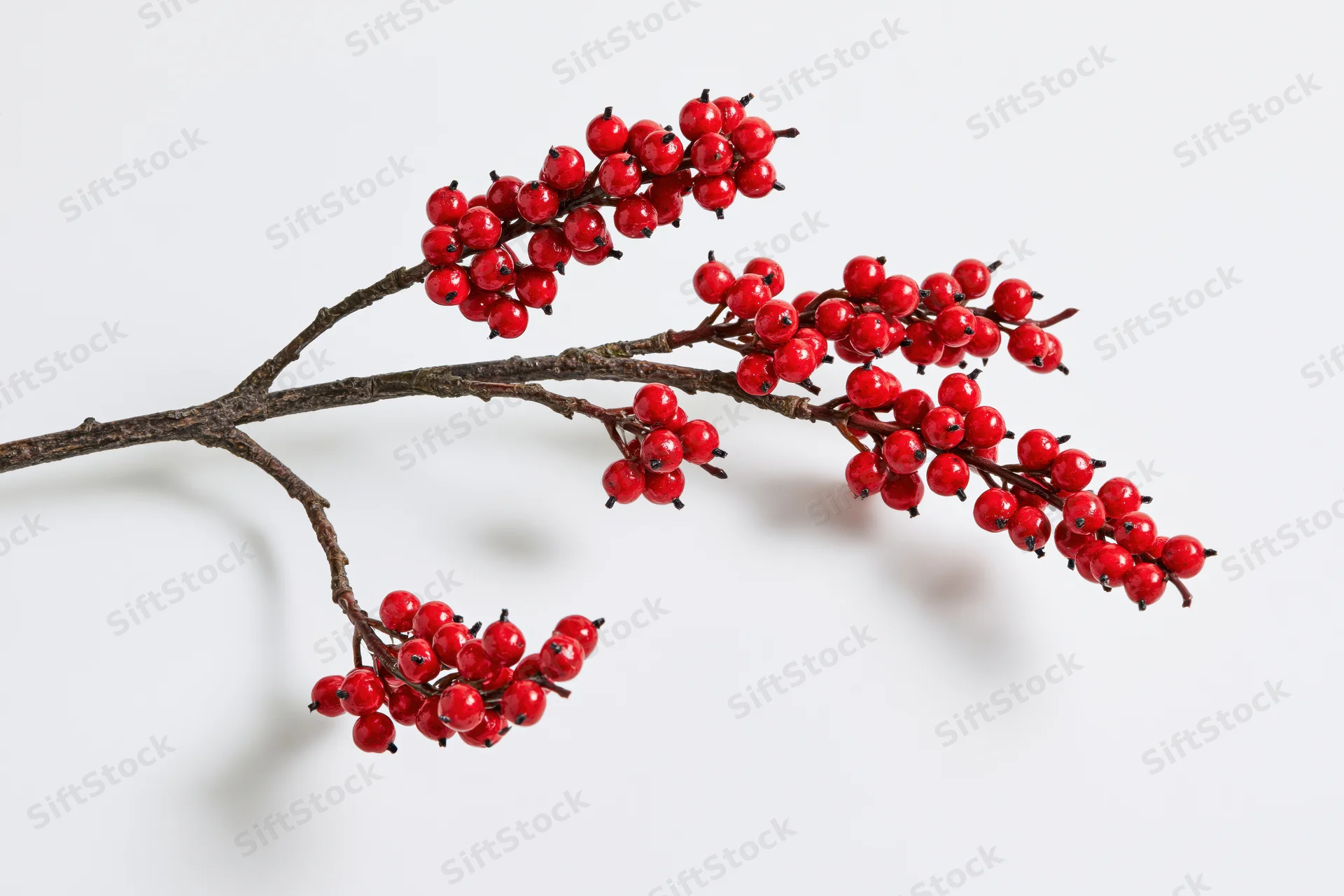 A woody branch with clusters of small red berries against a white background